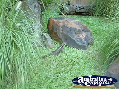 Australia Zoo Eastern Water Dragon . . . VIEW ALL AUSTRALIA ZOO PHOTOGRAPHS