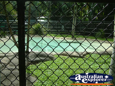 Australia Zoo Alligator in Cage . . . VIEW ALL AUSTRALIA ZOO PHOTOGRAPHS