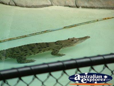 Australia Zoo Alligator in Water . . . VIEW ALL AUSTRALIA ZOO PHOTOGRAPHS