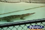 Australia Zoo Alligator in Water . . . CLICK TO ENLARGE