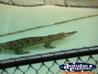 Australia Zoo Alligator in Water . . . CLICK TO ENLARGE