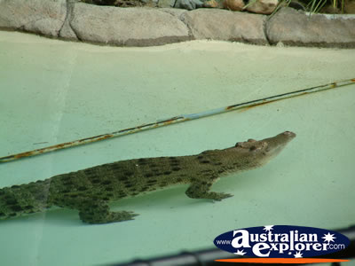 Australia Zoo Alligator Swimming . . . VIEW ALL AUSTRALIA ZOO PHOTOGRAPHS