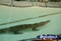 Australia Zoo Alligator Swimming . . . CLICK TO ENLARGE