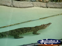 Australia Zoo Alligator Swimming . . . CLICK TO ENLARGE