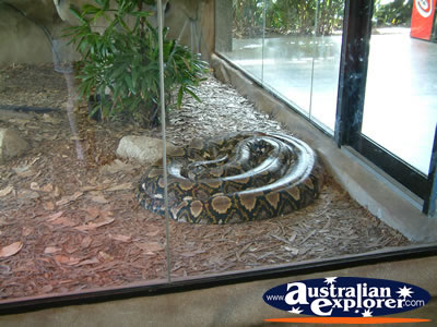 Australia Zoo Boa Constrictor from a Distance . . . CLICK TO VIEW ALL AUSTRALIA ZOO POSTCARDS