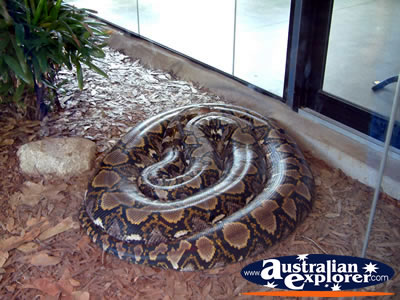 Australia Zoo Boa Constrictor Sleeping . . . VIEW ALL AUSTRALIA ZOO PHOTOGRAPHS