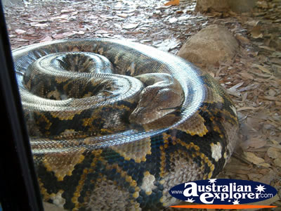 Australia Zoo Boa Constrictor in Cage . . . VIEW ALL AUSTRALIA ZOO PHOTOGRAPHS