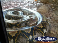 Australia Zoo Boa Constrictor in Cage . . . CLICK TO ENLARGE