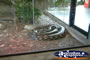 Australia Zoo Boa Constrictor from a Distance . . . CLICK TO ENLARGE