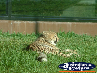 Australia Zoo Cheetah Sunbathing . . . VIEW ALL AUSTRALIA ZOO PHOTOGRAPHS