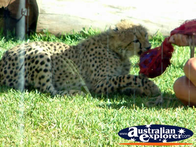 Australia Zoo Cheetah Being Fed . . . VIEW ALL AUSTRALIA ZOO PHOTOGRAPHS