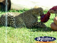 Australia Zoo Cheetah Being Fed . . . CLICK TO ENLARGE