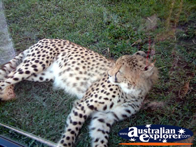 Australia Zoo Cheetah Lying Down . . . VIEW ALL AUSTRALIA ZOO PHOTOGRAPHS