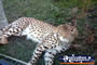 Australia Zoo Cheetah Lying Down . . . CLICK TO ENLARGE
