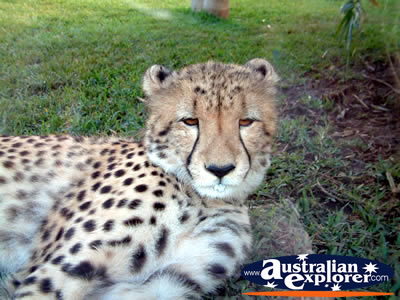 Cheetah at Australia Zoo . . . VIEW ALL AUSTRALIA ZOO PHOTOGRAPHS
