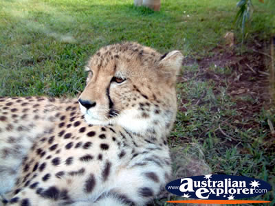 Distracted Australia Zoo Cheetah . . . VIEW ALL AUSTRALIA ZOO PHOTOGRAPHS
