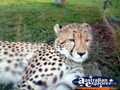Australia Zoo Cheetah . . . CLICK TO VIEW ALL AUSTRALIA ZOO POSTCARDS