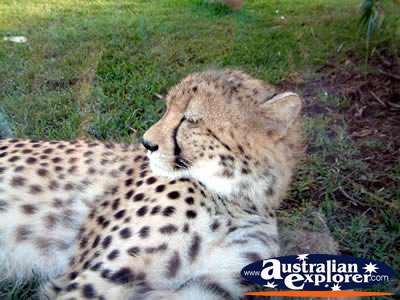 Australia Zoo Cheetah in Enclosure . . . VIEW ALL AUSTRALIA ZOO PHOTOGRAPHS