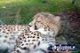Australia Zoo Cheetah in Enclosure . . . CLICK TO ENLARGE