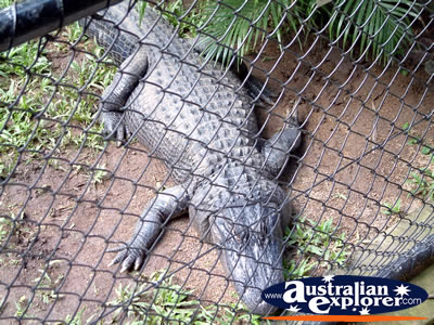 Birds Eye View of Australia Zoo Crocodile . . . CLICK TO VIEW ALL AUSTRALIA ZOO POSTCARDS