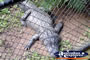 Birds Eye View of Australia Zoo Crocodile . . . CLICK TO ENLARGE