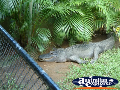 Australia Zoo Crocodile under Tree . . . VIEW ALL AUSTRALIA ZOO PHOTOGRAPHS