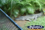 Australia Zoo Crocodile under Tree . . . CLICK TO ENLARGE
