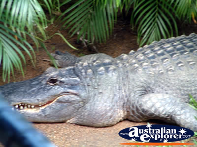 Australia Zoo Crocodile . . . VIEW ALL AUSTRALIA ZOO PHOTOGRAPHS