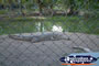 Australia Zoo Crocodile on the Bank . . . CLICK TO ENLARGE