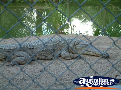 Australia Zoo Crocodile Lying in the Sand . . . VIEW ALL AUSTRALIA ZOO PHOTOGRAPHS
