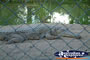 Australia Zoo Crocodile Lying in the Sand . . . CLICK TO ENLARGE