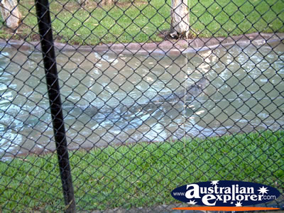 Australia Zoo Crocodile in the Water . . . CLICK TO VIEW ALL AUSTRALIA ZOO POSTCARDS