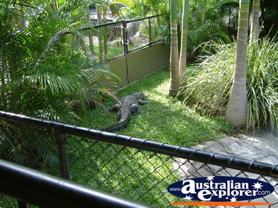 Australia Zoo Crocodile in the Sun . . . CLICK TO VIEW ALL AUSTRALIA ZOO POSTCARDS