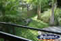 Australia Zoo Crocodile in the Sun . . . CLICK TO ENLARGE