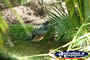 Australia Zoo Crocodile Lying Between Trees . . . CLICK TO ENLARGE