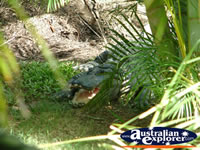 Australia Zoo Crocodile Lying Between Trees . . . CLICK TO ENLARGE