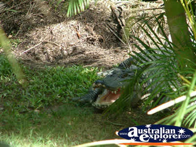 Australia Zoo Crocodile with Jaw Open . . . VIEW ALL AUSTRALIA ZOO PHOTOGRAPHS