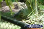 Australia Zoo Crocodile Hiding . . . CLICK TO ENLARGE