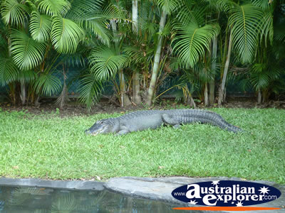 Australia Zoo Crocodile Lying in the Grass . . . VIEW ALL AUSTRALIA ZOO PHOTOGRAPHS