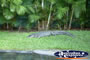 Australia Zoo Crocodile Lying in the Grass . . . CLICK TO ENLARGE