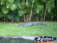 Australia Zoo Crocodile Lying in the Grass . . . CLICK TO ENLARGE