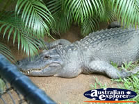 Australia Zoo Crocodile Lying under Tree . . . CLICK TO ENLARGE