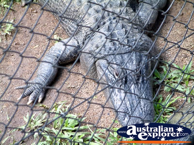 Australia Zoo Crocodile Close Up . . . VIEW ALL AUSTRALIA ZOO PHOTOGRAPHS