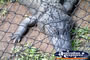 Australia Zoo Crocodile Close Up . . . CLICK TO ENLARGE