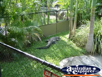 Australia Zoo Crocodile Sunbathing . . . CLICK TO ENLARGE