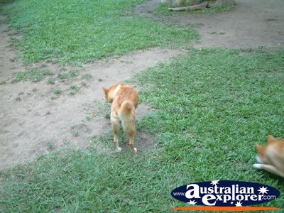 Australia Zoo Dingoes Eating . . . VIEW ALL AUSTRALIA ZOO PHOTOGRAPHS