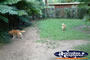 Australia Zoo Dingo . . . CLICK TO ENLARGE