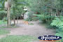 Australia Zoo Dingo from a Distance . . . CLICK TO ENLARGE