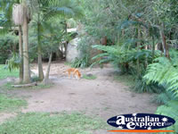 Australia Zoo Dingo from a Distance . . . CLICK TO ENLARGE