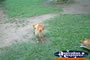 Australia Zoo Dingoes Eating . . . CLICK TO ENLARGE